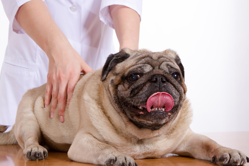 Pet Massage Therapy at The Animal Clinic of St Pete Animal Massage Therapy
