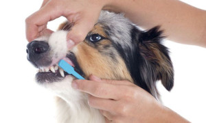 The Animal Clinic St Pete - About Dental Health
