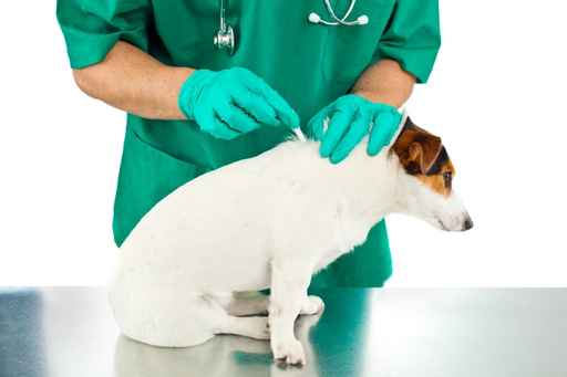 Flea Prevention - The Animal Clinic St Pete