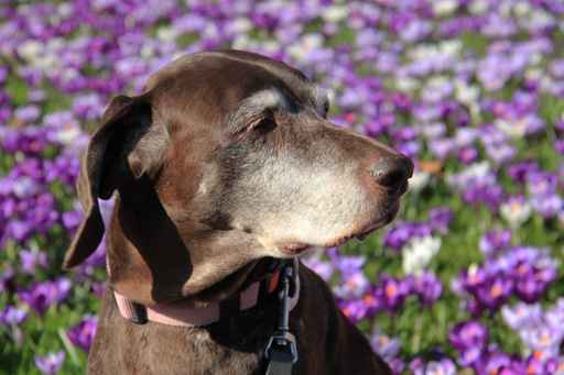 Veterinary Care for your Senior Pet at The Animal Clinic